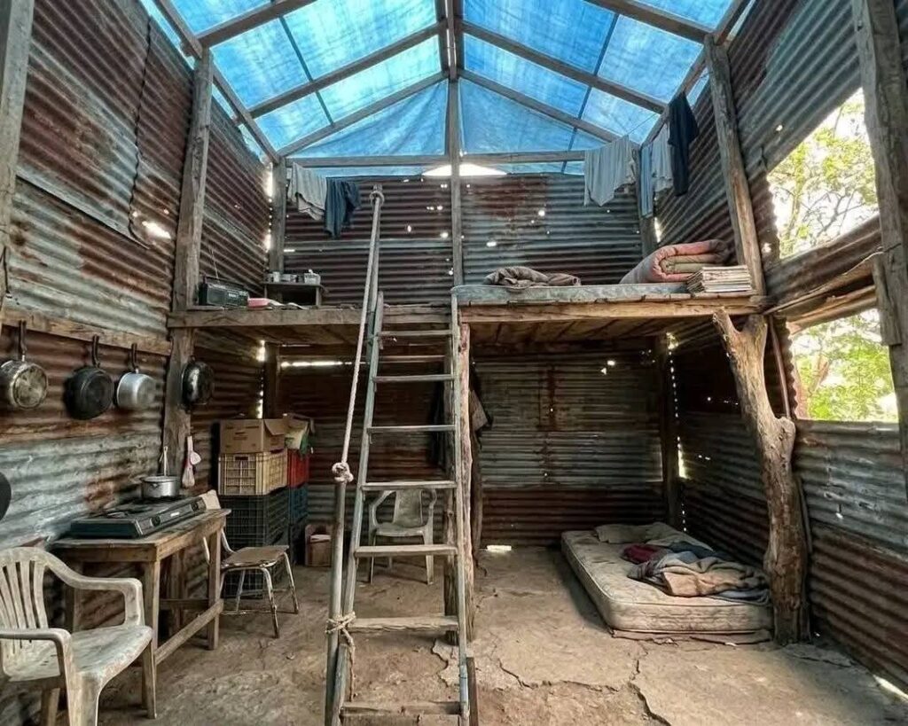 En el periférico de Villahermosa, Un migrante originario de Belice ha llamado la atención en Villahermosa, tras construir una peculiar vivienda de lámina de dos pisos, sostenida en un árbol.
El hombre, identificado como Uriel, detalló que la estructura fue elaborada con materiales reciclados y pensada para habitarla junto a su esposa y sus dos mascotas.
La inusual construcción ha generado diversas reacciones entre transeúntes y automovilistas que circulan por la zona. Mientras algunos destacan su ingenio y capacidad de adaptación, otros expresan preocupación por las condiciones de vulnerabilidad en las que vive y las dificultades que enfrentan muchos migrantes en su intento por mejorar su calidad de vida al llegar a México.