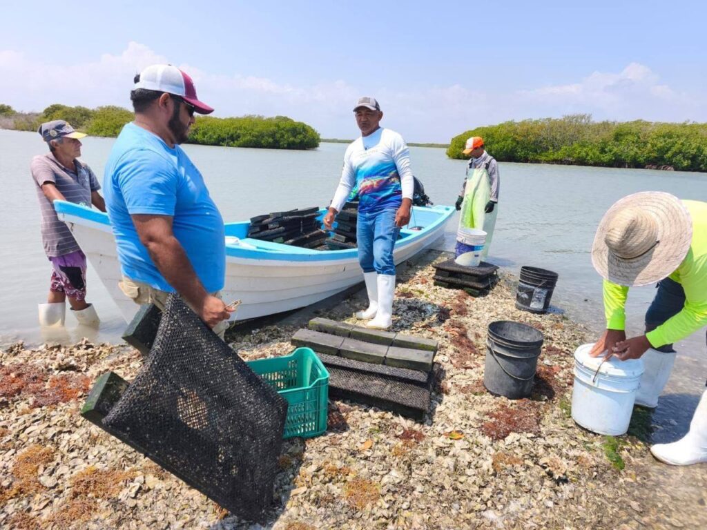 Como parte de las acciones para fortalecer el desarrollo acuícola en la entidad, personal técnico de la Subsecretaría de Pesca y Acuacultura brindó acompañamiento a la cooperativa Guadalupe Victoria, del municipio de Aldama, en labores de desdoblamiento y limpieza de poblaciones de ostión.
Estas actividades se realizan conforme al programa de trabajo del proyecto de granjas acuícolas que se desarrolla en la Laguna de San Andrés, con el objetivo de mejorar las condiciones de crecimiento y supervivencia del producto.
La Secretaría de Desarrollo Rural, Pesca y Acuacultura, a través de la Subsecretaría de Pesca y Acuacultura, encabezada por Jorge Montagner Mendoza, destacó que estas acciones representan un paso clave en la etapa final de crecimiento del ostión, cuando alcanza su talla comercial, lo que permite elevar su valor en el mercado.
Montagner Mendoza recalcó que el Gobierno de Tamaulipas refrenda su compromiso con la sostenibilidad productiva, así como con el impulso a la comercialización de productos acuícolas, fortaleciendo la economía de las comunidades rurales y pesqueras del estado.